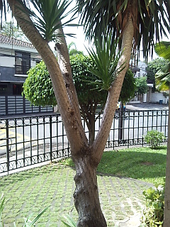 Garden View 3
